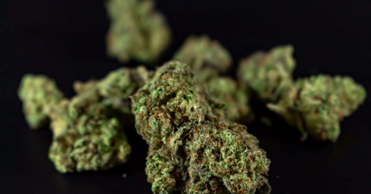 Close-up of marijuana buds on a black background.