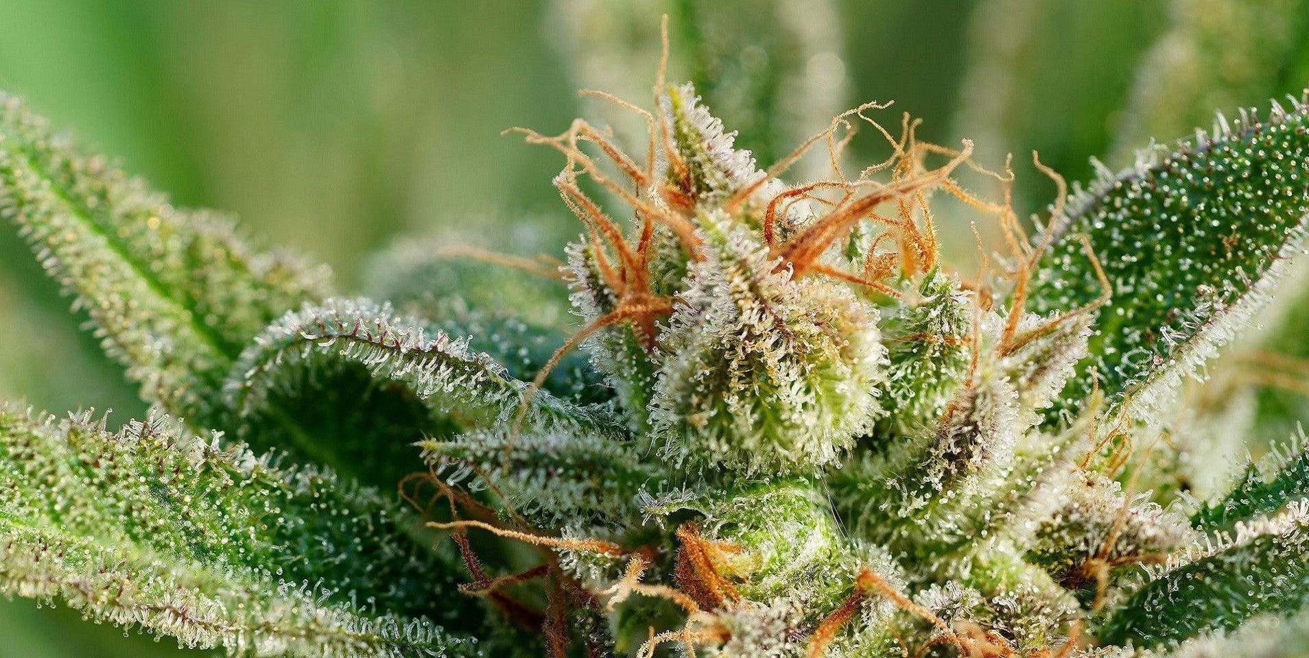 A close-up photo of a marijuana flower.