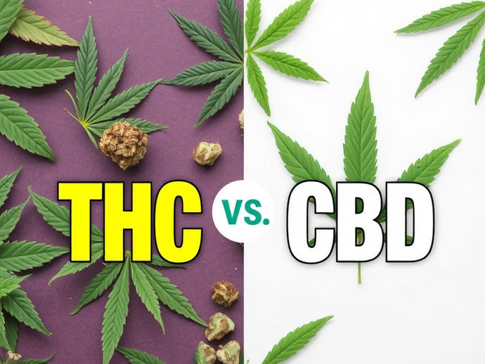 THC vs. CBD: What’s the Difference and Which Is Right for You?