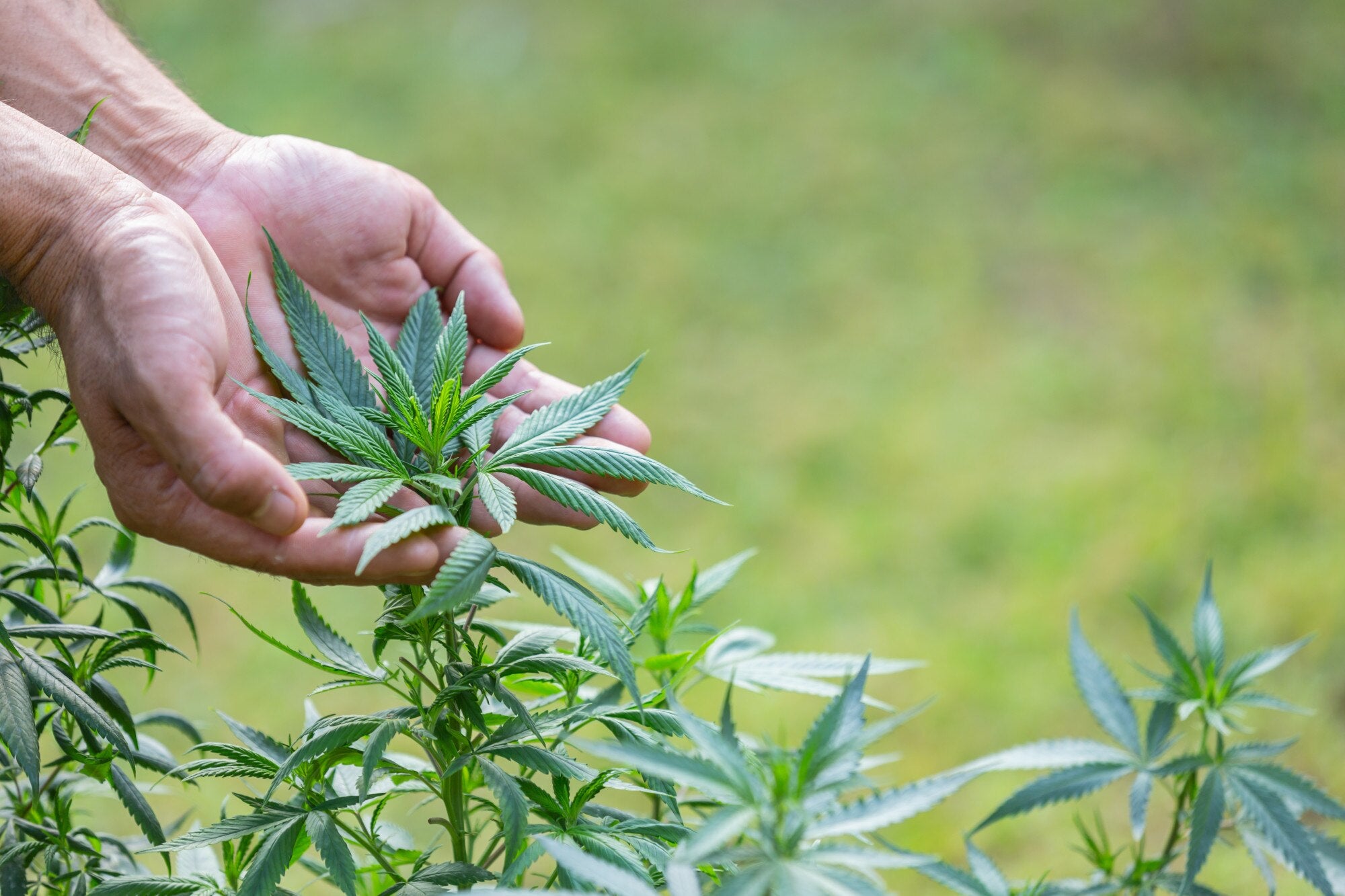 Farmers hold marijuana (cannabis) trees on their farms.