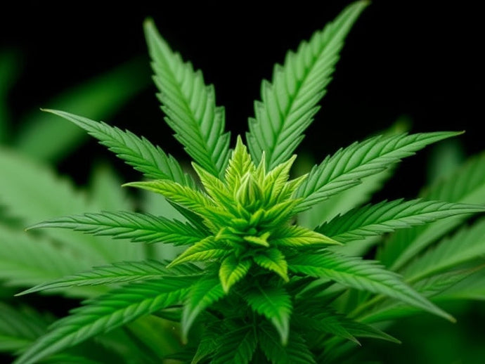 Cannabis Trivia: 20 Facts You Didn’t Know About the Plant