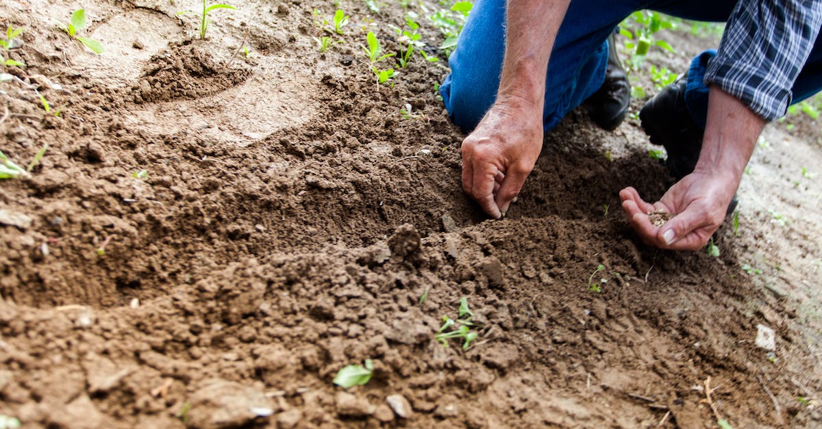 A picture showing a man sowing seeds in the soil.