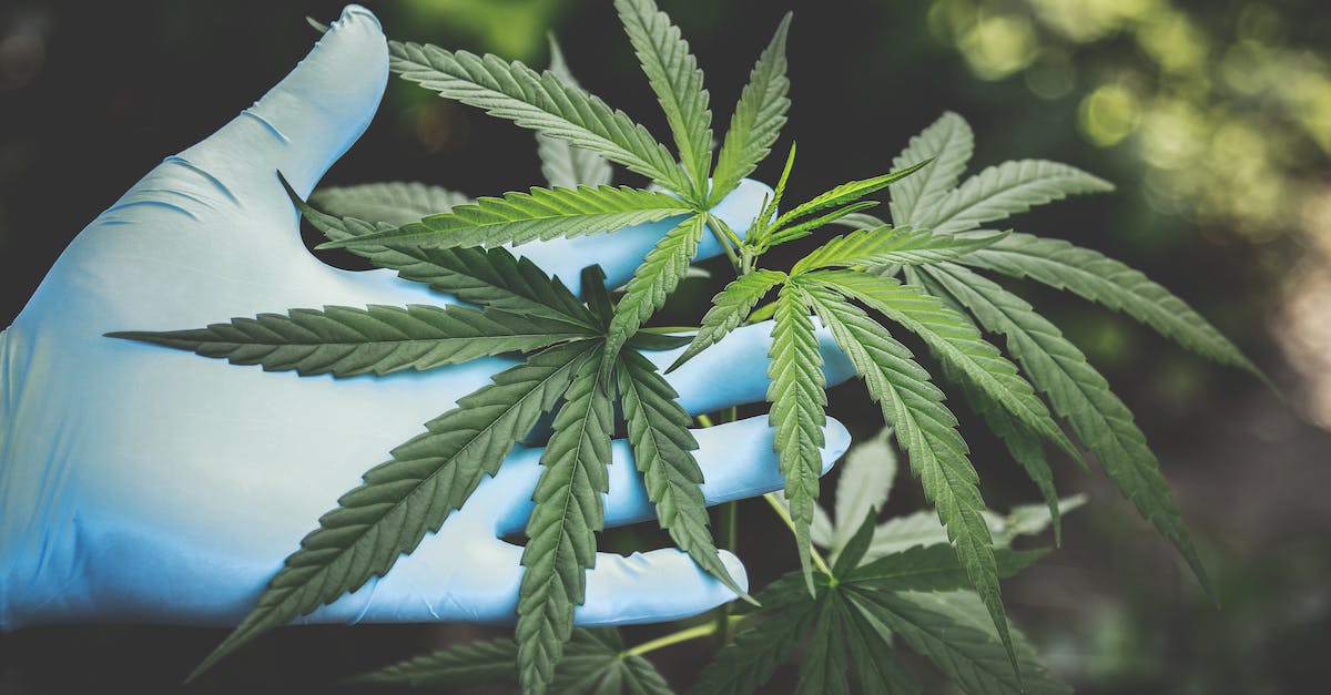 A captivating close-up photograph, a person delicately cradles a vibrant cannabis leaf in their hand, the intricate veins and serrated edges of the foliage illuminated by gentle natural light. 