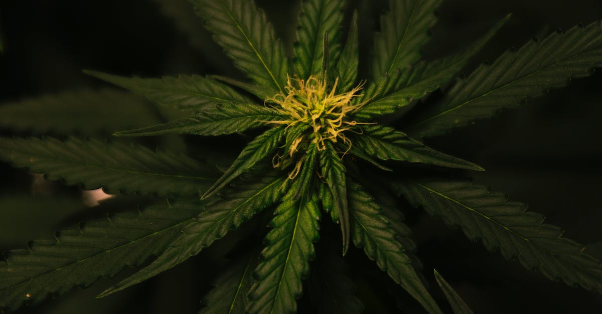 A close-up photo of marijuana leaves.