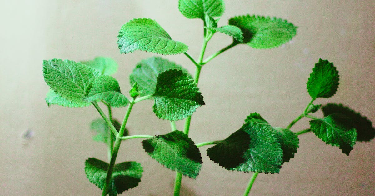 A  close-up photo of a plant with green leaves, possibly Mexican mint, lemon balm, or coleus argentatus.