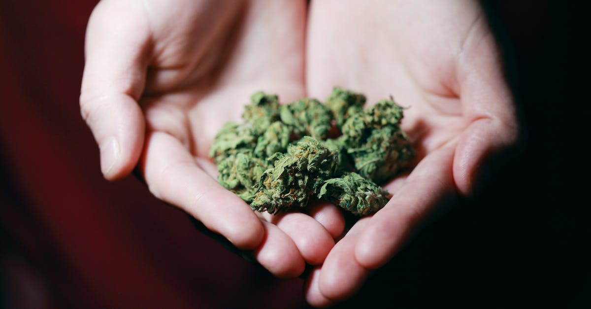 Hands of a person holding a cannabis bud.