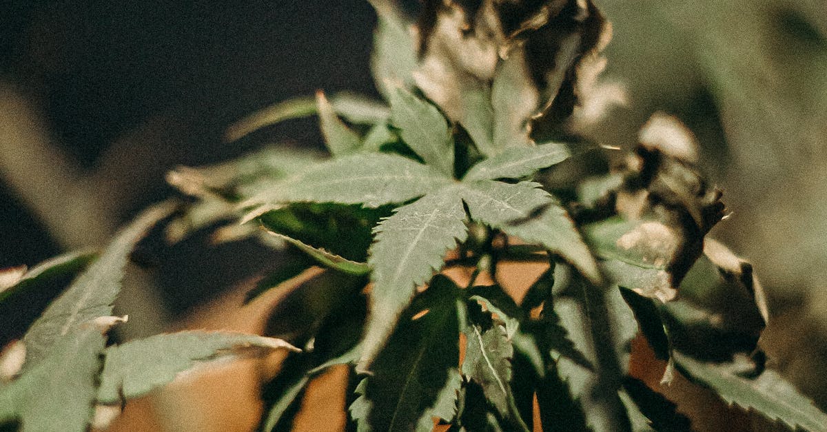 A closeup photo of marijuana leaves.