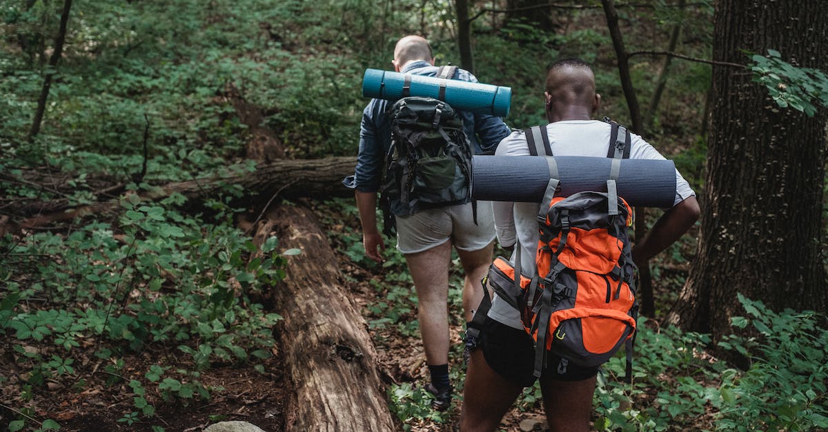 Two individuals, clad in hiking gear, are traversing a scenic trail amidst the lush wilderness, surrounded by towering trees and vibrant foliage. 