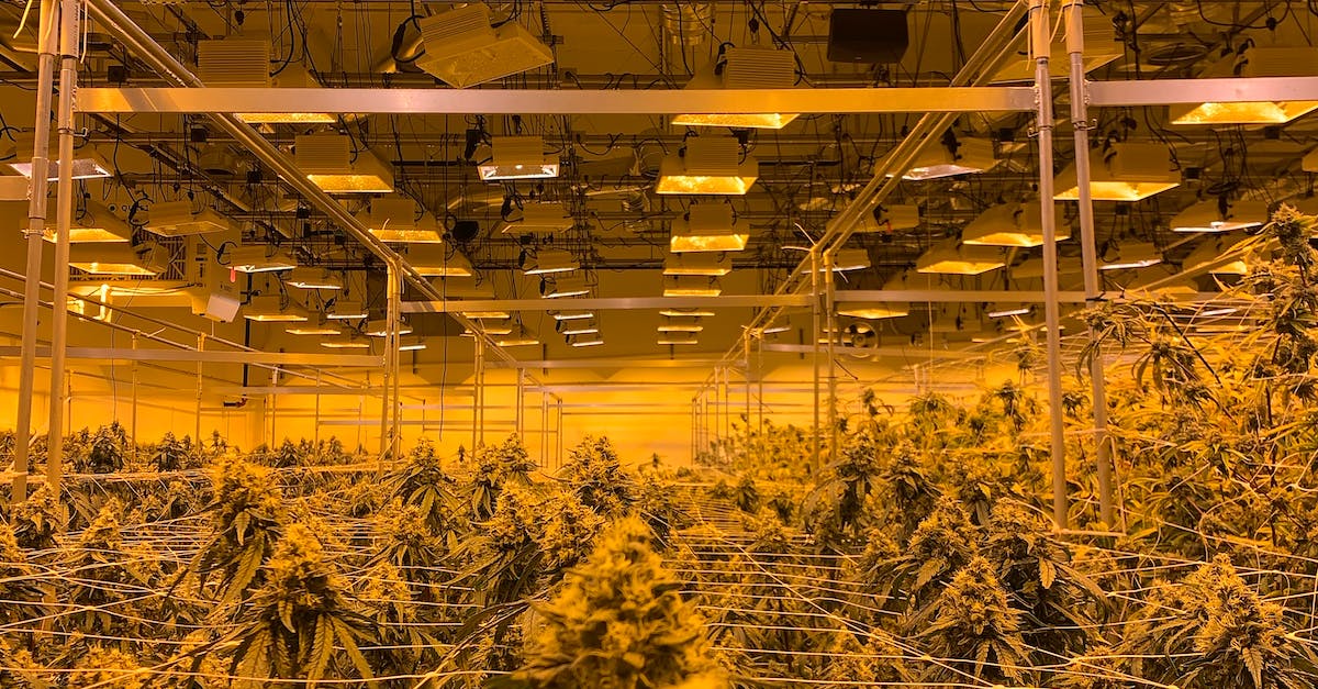 A cannabis cultivation facility with hanging grow lights illuminating rows of neatly trimmed marijuana plants.