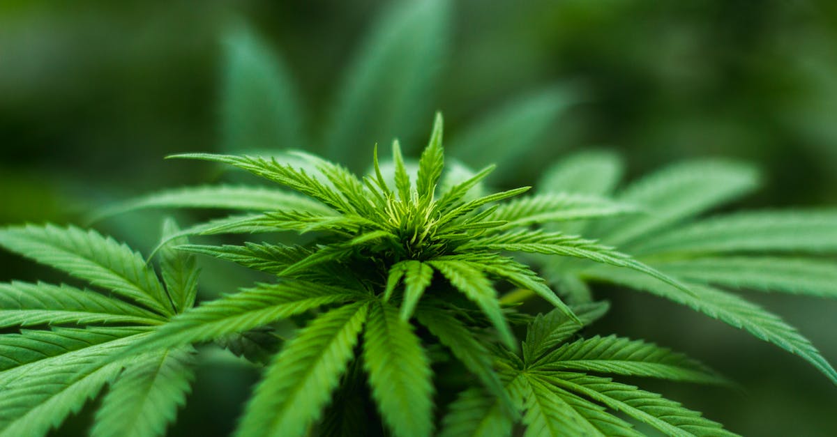 A close-up photo of cannabis flower.