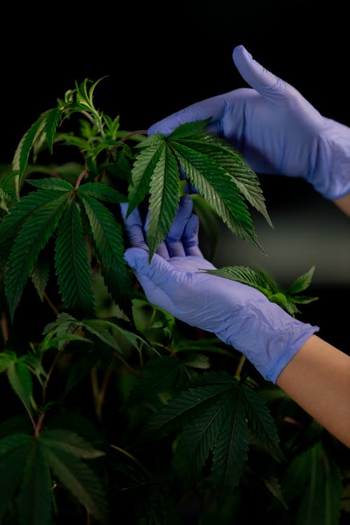 Photo of Person Holding Cannabis Leaves