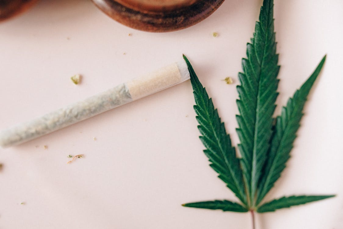 Green cannabis leaves on white table.