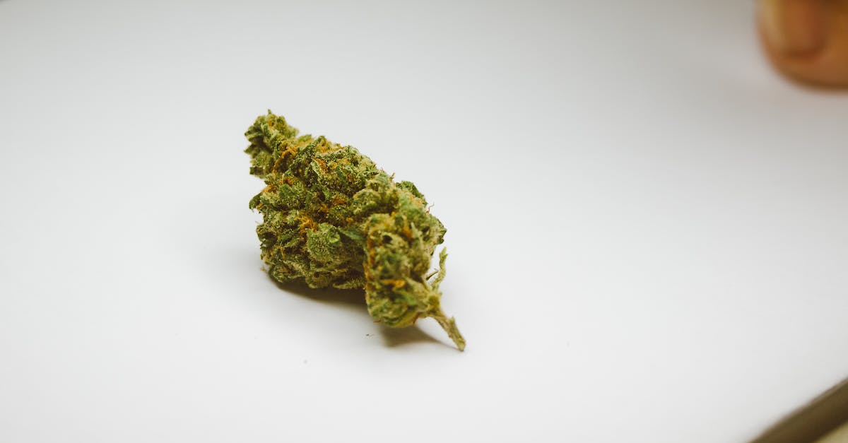 A close-up photo of a marijuana bud on a white background.